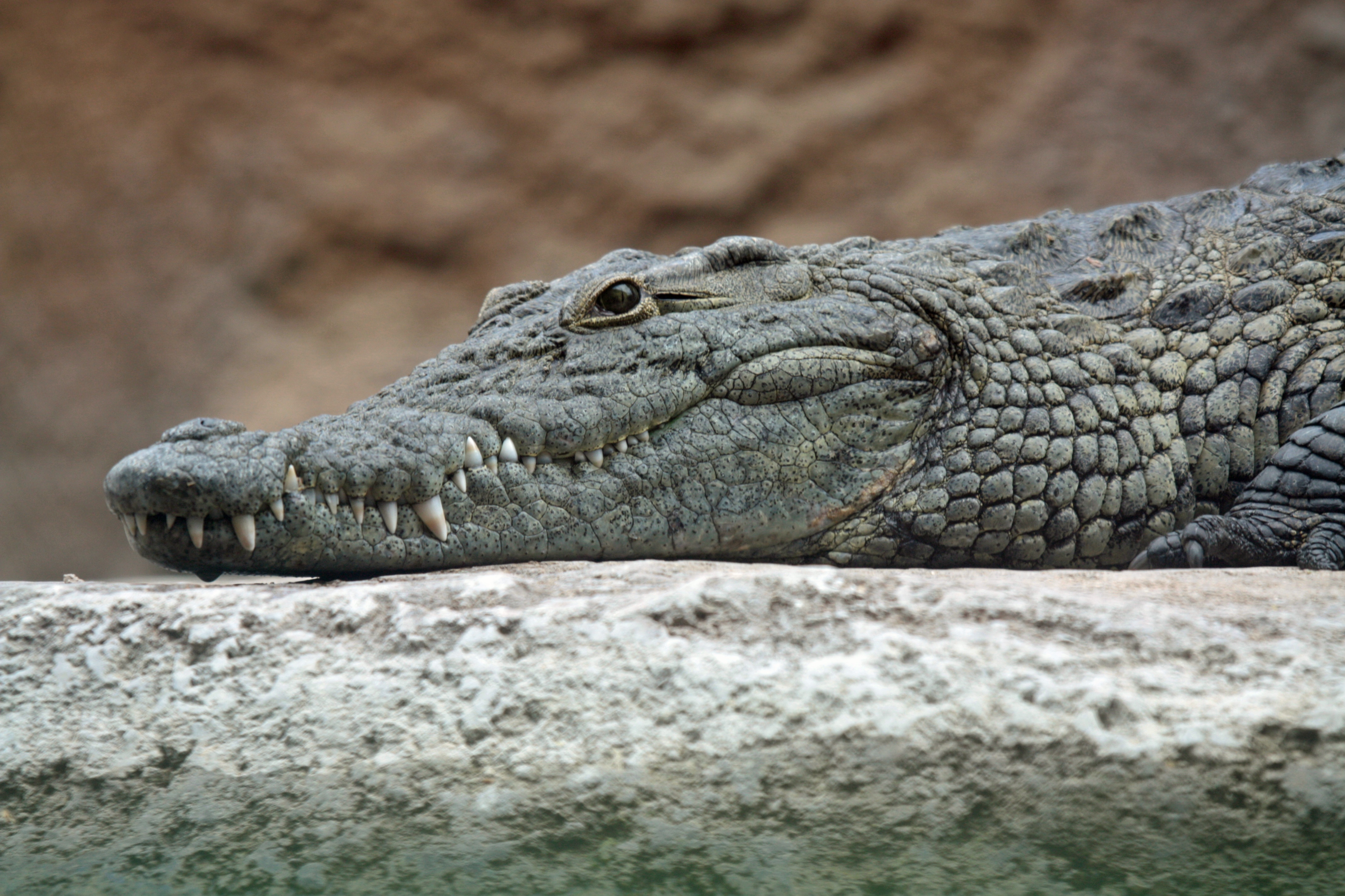 Nile_crocodile_head.jpeg