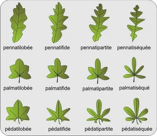 feuille-planche-61.jpg