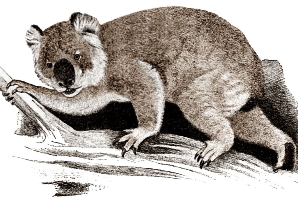 Phascolarctos_stirtoni.png