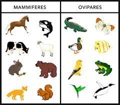 téléchargement.jpg