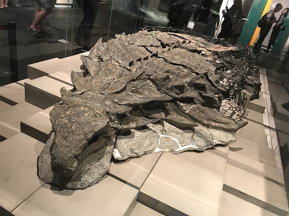 nodosaur_dinosaur_discovery_science_1.jpeg