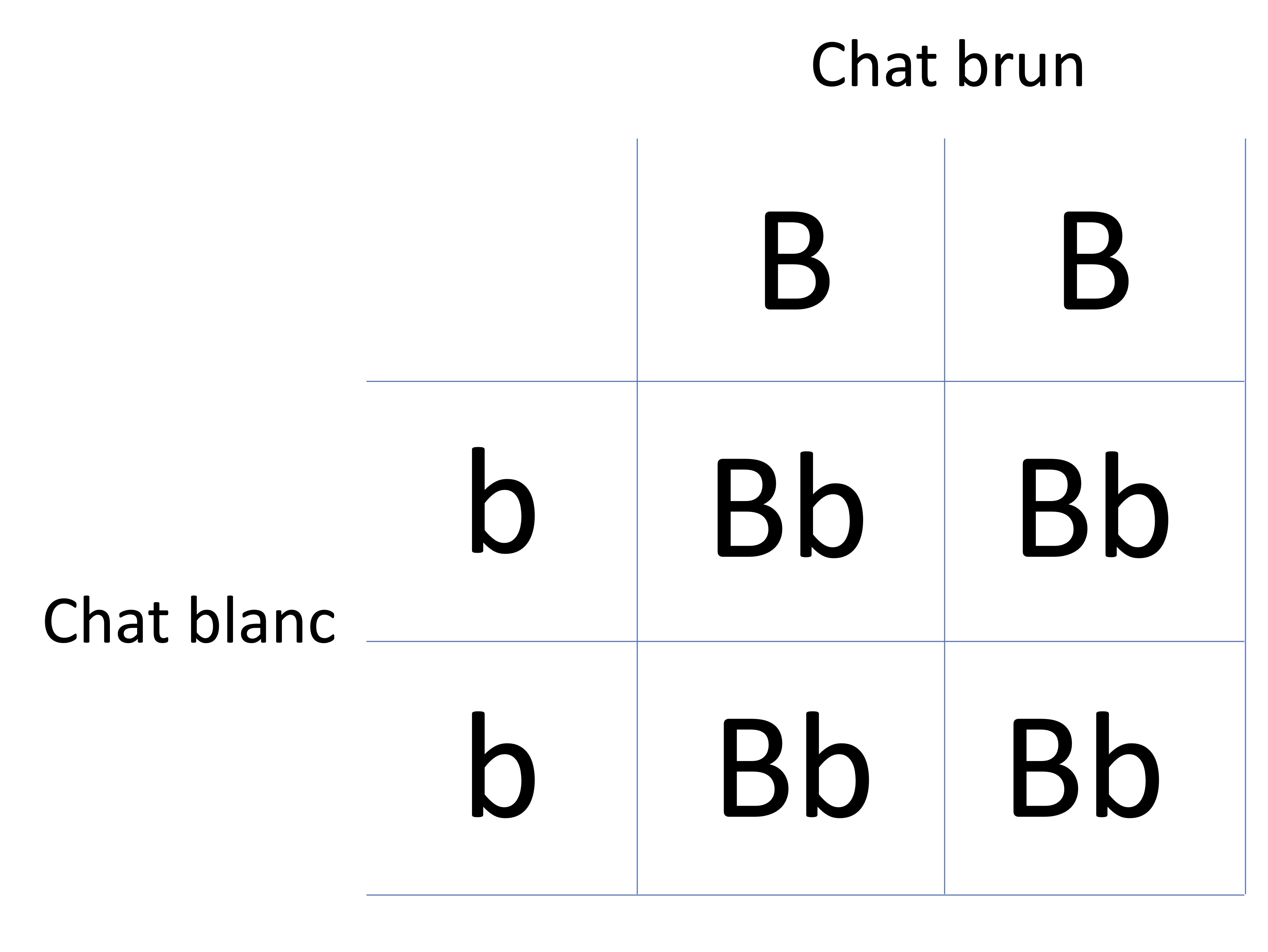 Grille Punnett.jpg