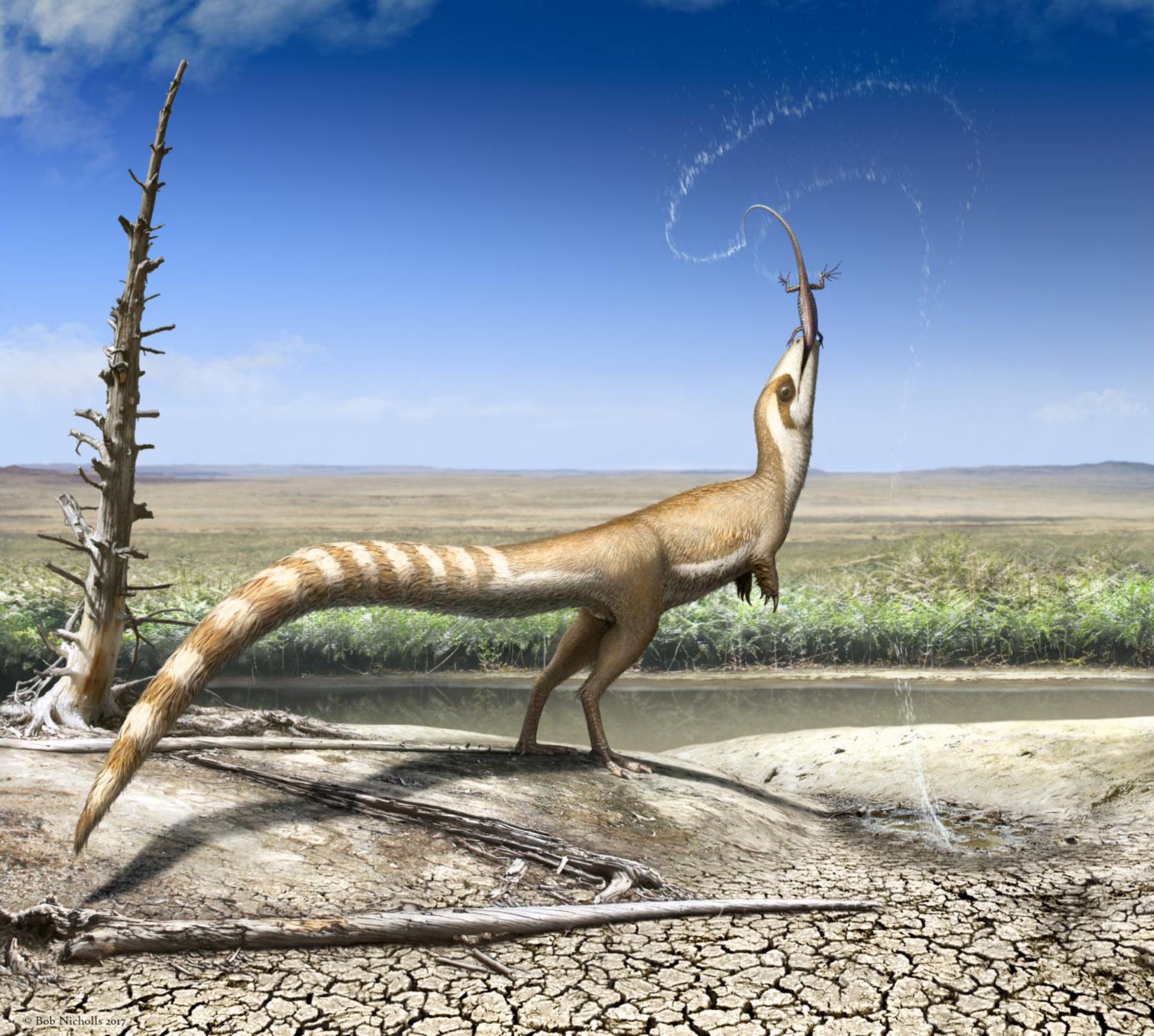 image_5368_1e-Sinosauropteryx-prima.jpeg