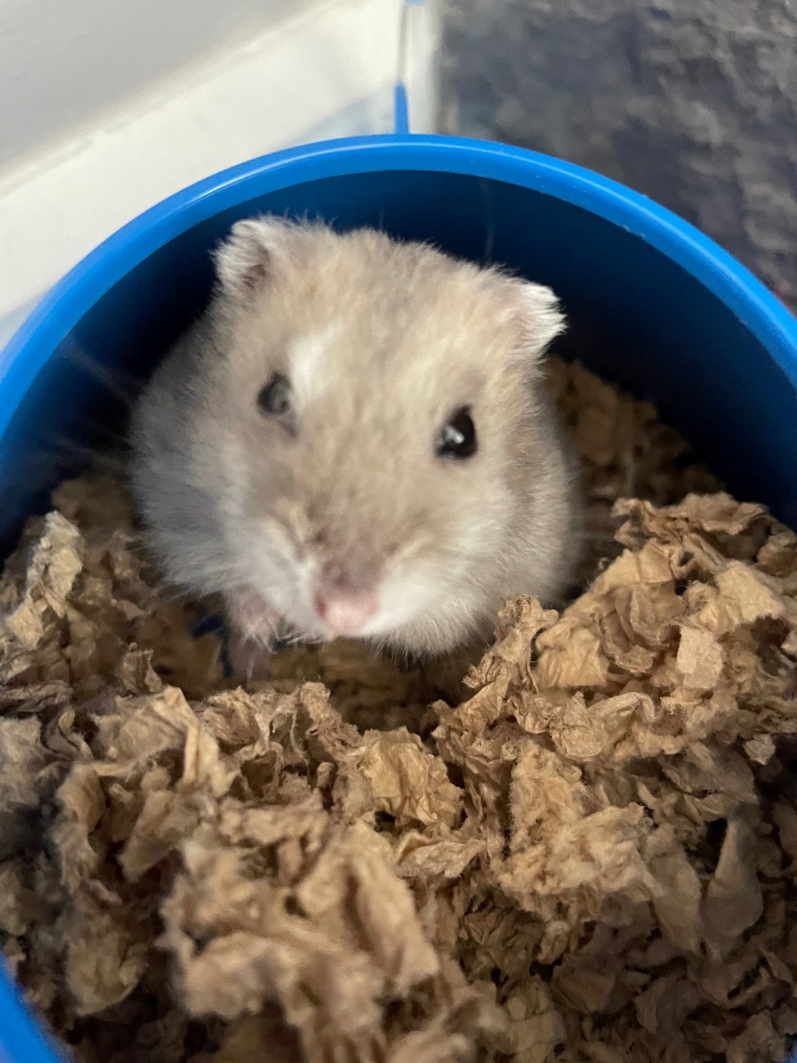 hamster.jpg