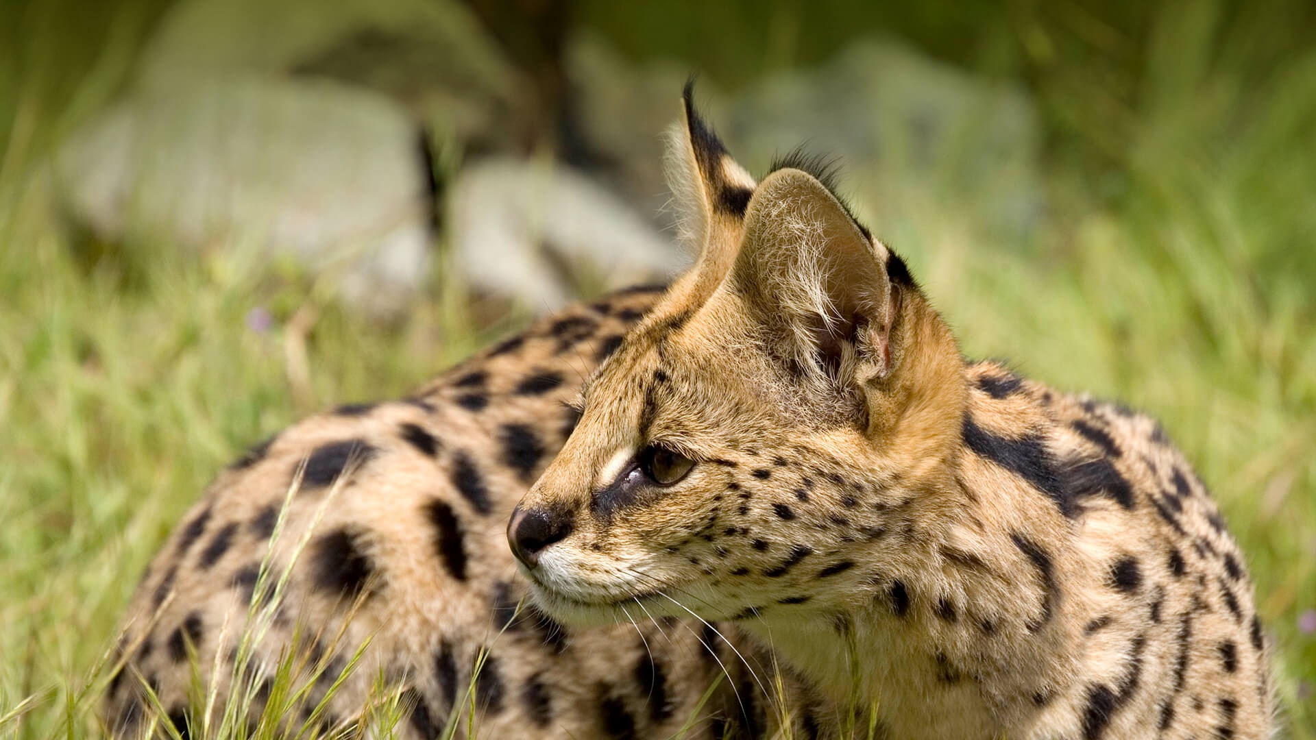 animals_hero_serval.jpg