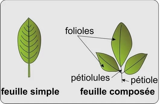 feuilles-type1.jpg