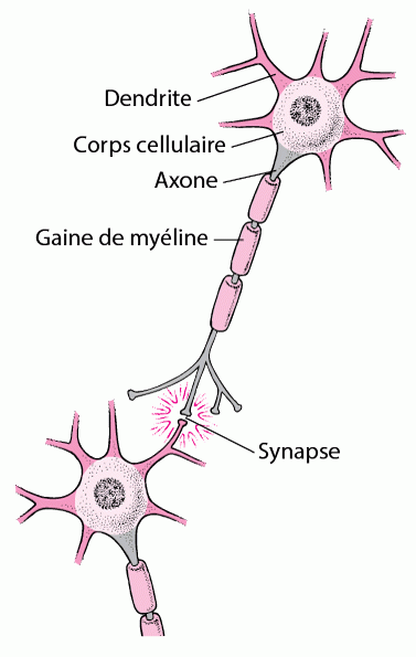NEU_nerve_cell_fr.gif
