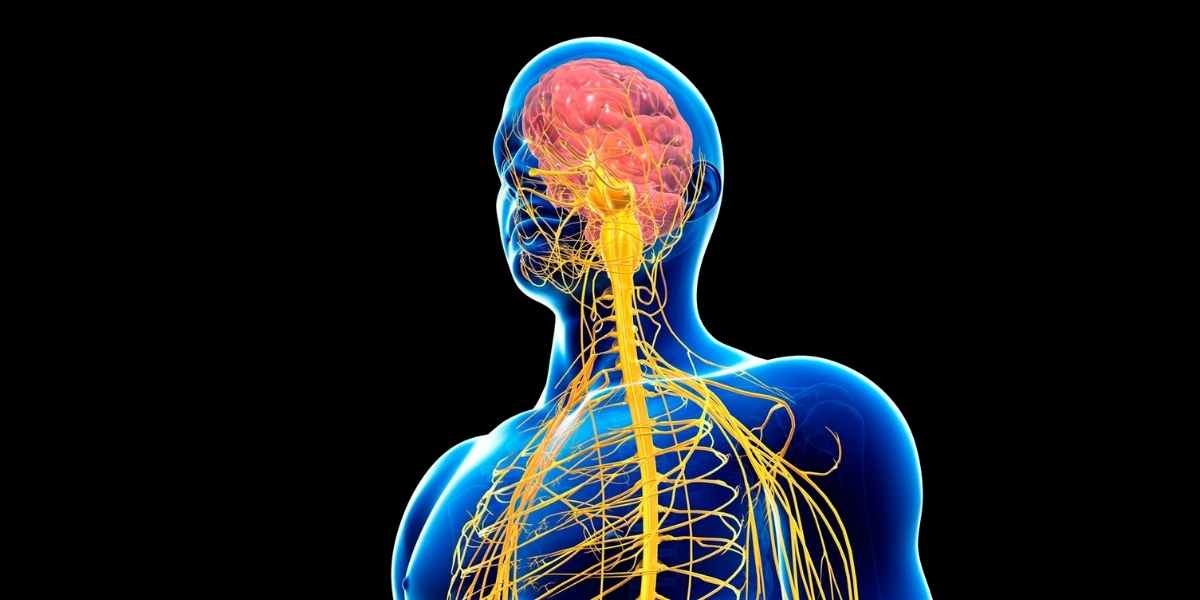 nervous-system-body.jpg
